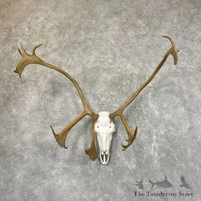 Alaskan Yukon Caribou Skull & Antler European Taxidermy Mount For Sale