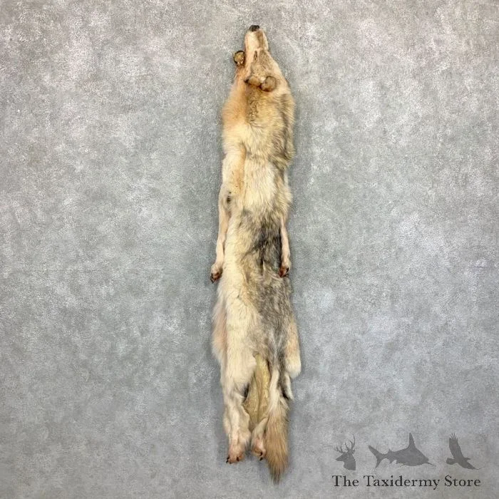 Alaskan Yukon Wolf Tanned Hide For Sale