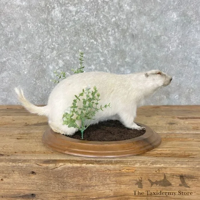 Albino Prairie Dog Life-Size Taxidermy Mount For Sale