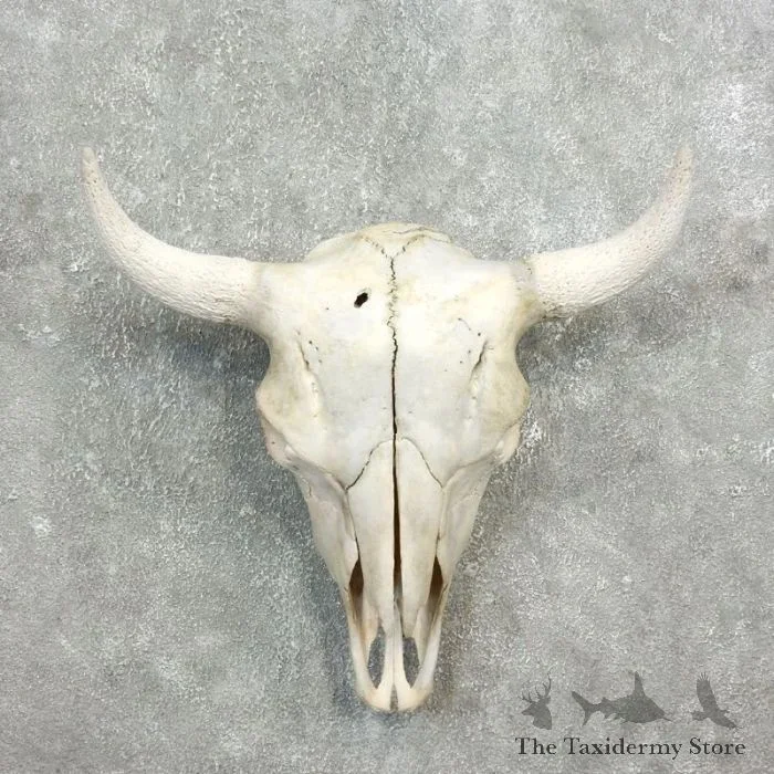 American Buffalo/Bison Skull Taxidermy Mount For Sale