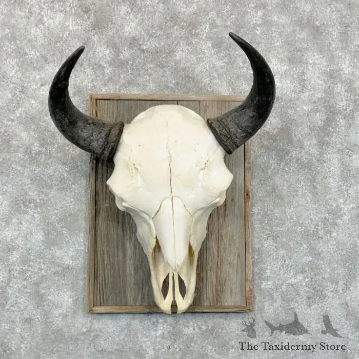 American Buffalo/Bison Skull Taxidermy Mount For Sale