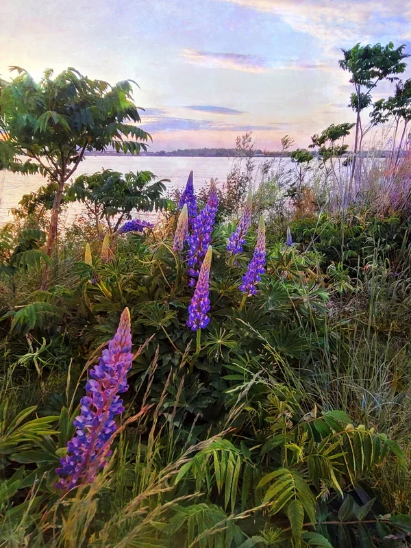 Among the Lupines – Small