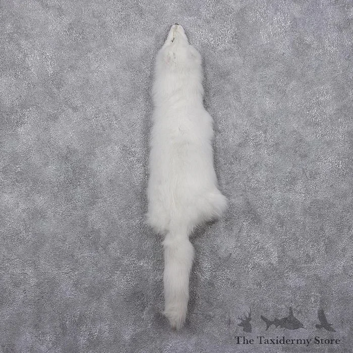 Arctic Fox Fur Taxidermy For Sale