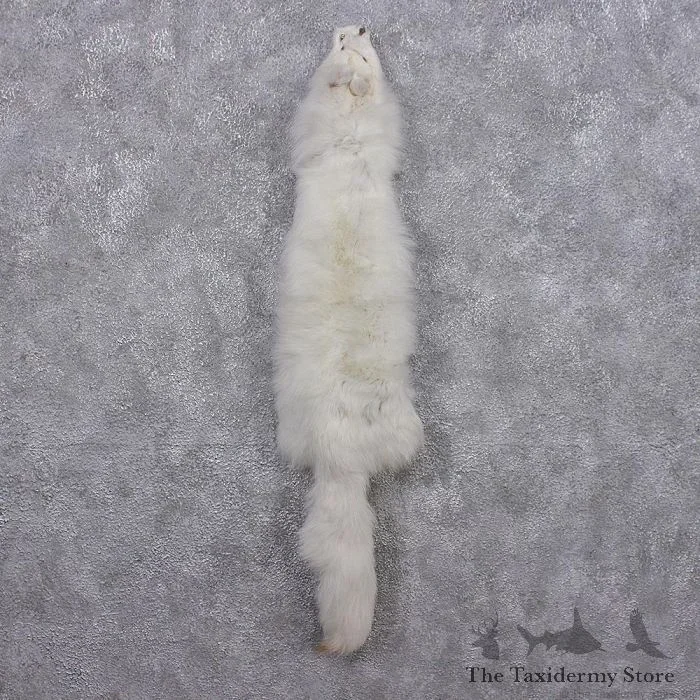 Arctic Fox Fur Taxidermy For Sale
