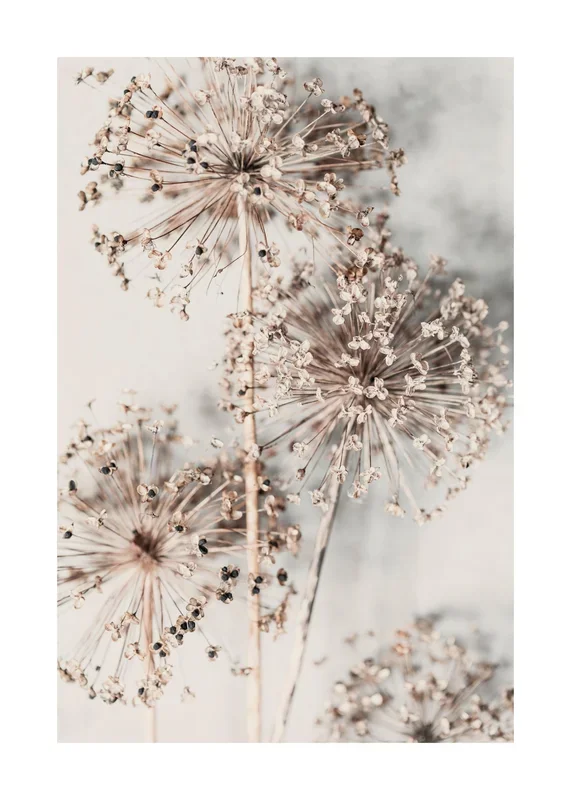 Autumn Allium (50×70)