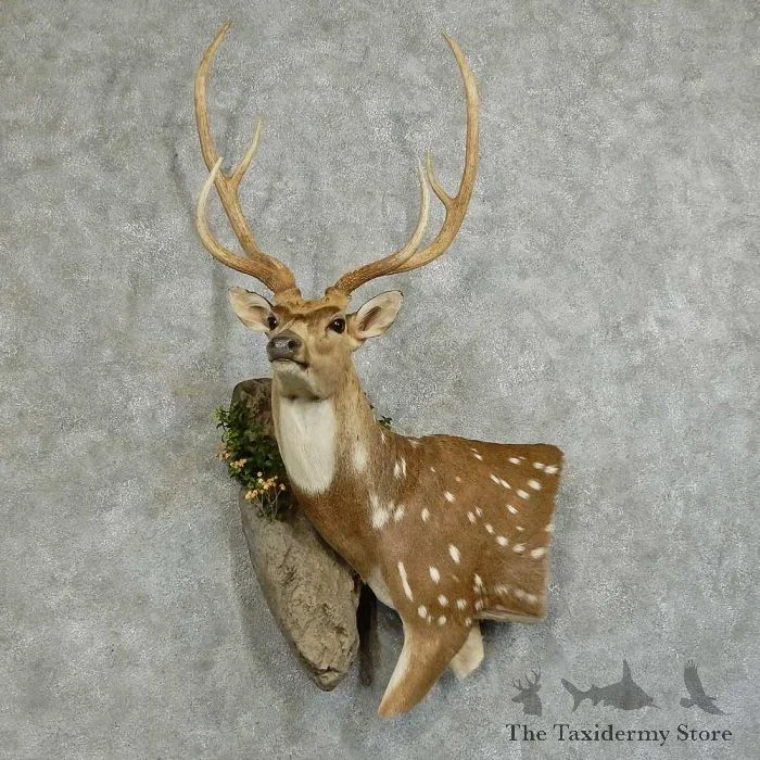 Axis Deer Wall Pedestal Taxidermy Mount For Sale