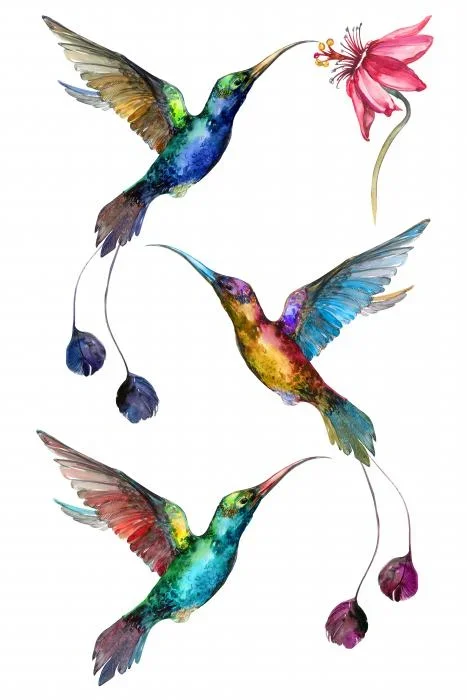 Birds