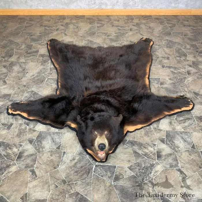 Black Bear Full-Size Taxidermy Rug For Sale