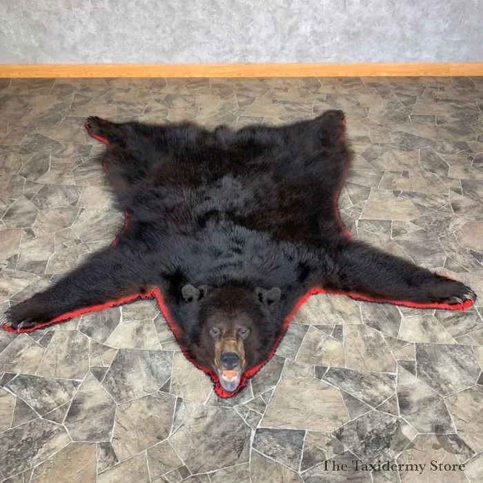 Black Bear Full-Size Taxidermy Rug For Sale