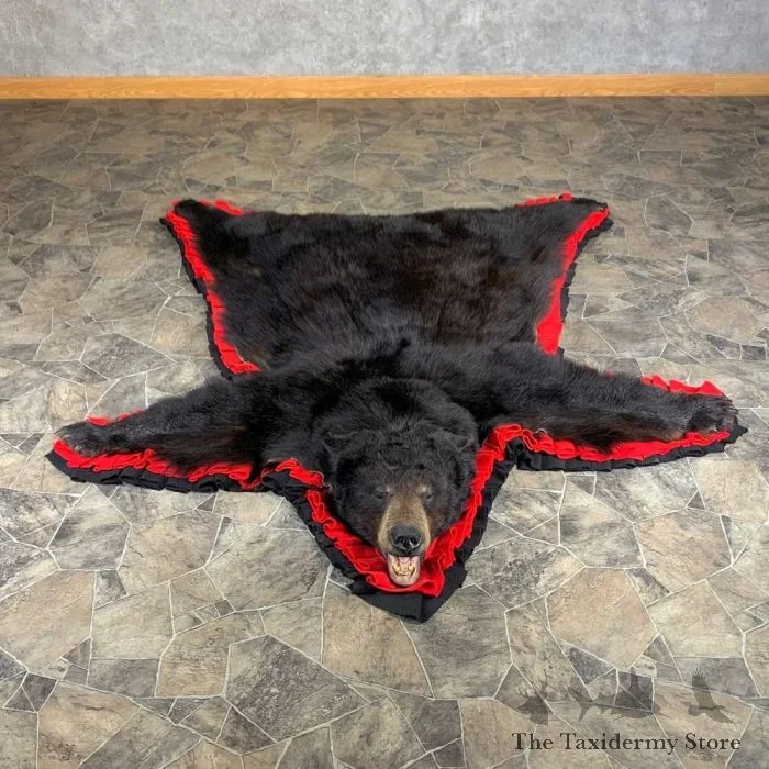 Black Bear Full-Size Taxidermy Rug For Sale