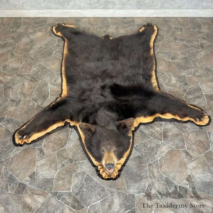 Black Bear Full-Size Taxidermy Rug For Sale