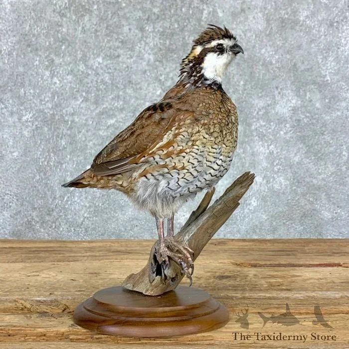 Bobwhite Quail Taxidermy Bird Mount For Sale