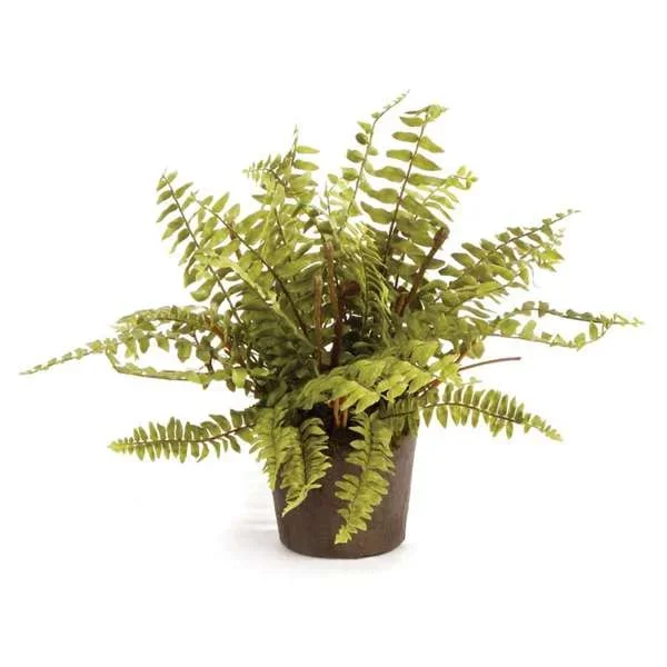 Boston Fern Drop-in, 12″