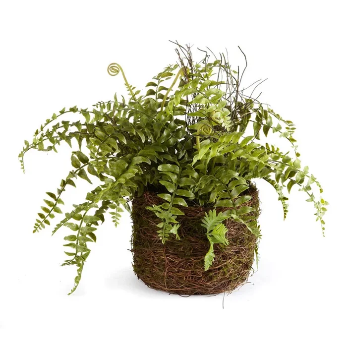 Boston Fern Rustic Drop-in, 12″