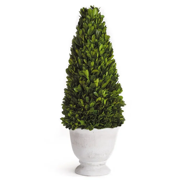 Boxwood Cone Topiary in Pot