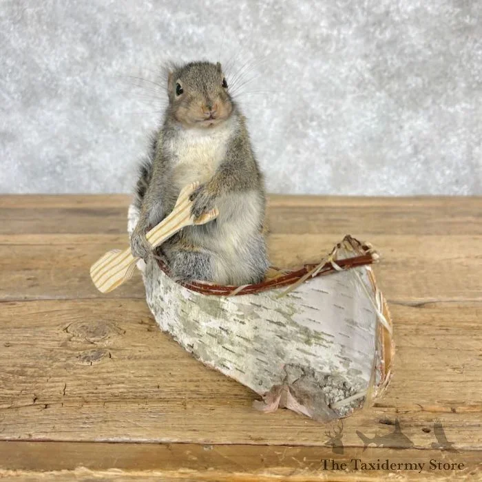 Canoe Squirrel Novelty Taxidermy Mount For Sale
