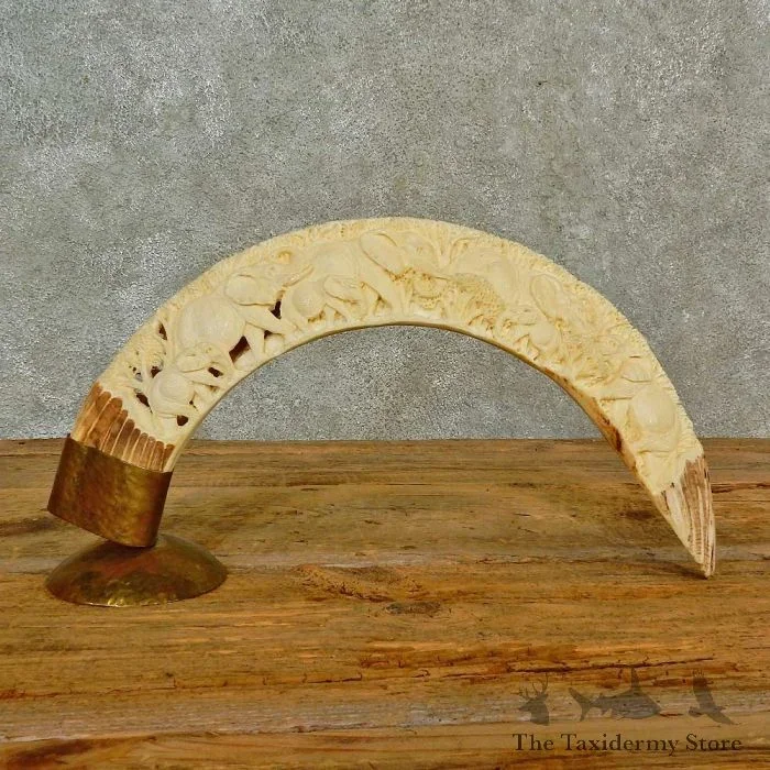 Carved Hippopotamus Tusk Taxidermy Mount For Sale