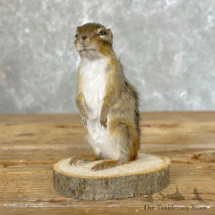 Chipmunk Taxidermy Mount For Sale