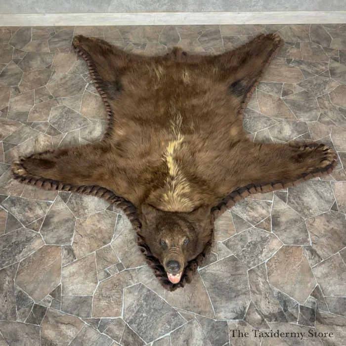 Chocolate Phase Black Bear Full-Size Taxidermy Rug For Sale