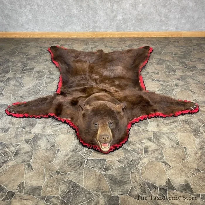 Cinnamon Black Bear Full-Size Taxidermy Rug For Sale
