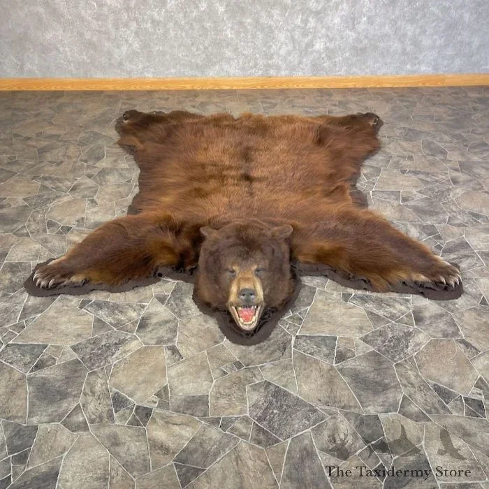 Cinnamon Phase Black Bear Full-Size Taxidermy Rug For Sale