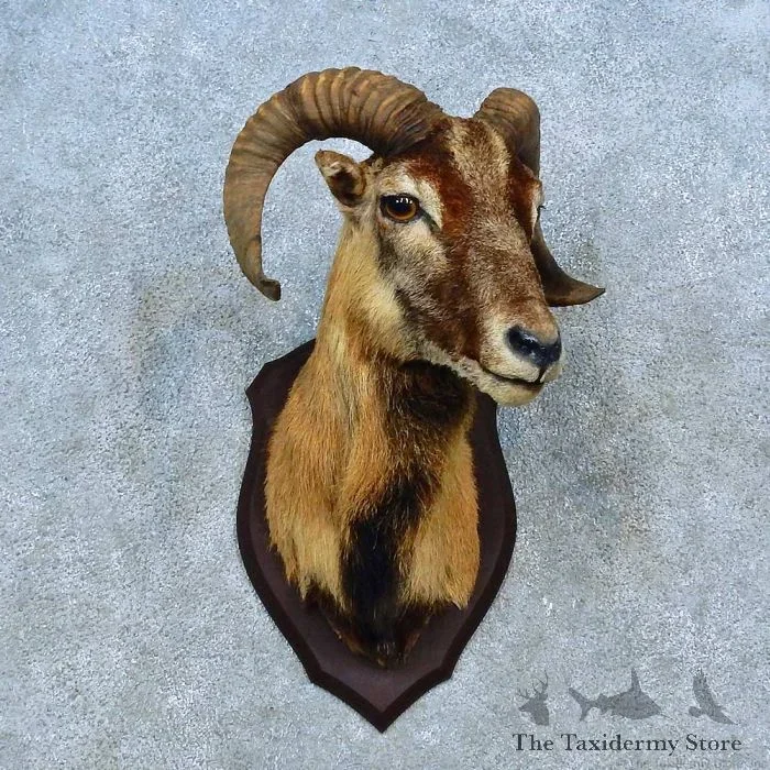 Corsican Ram Taxidermy Shoulder Mount For Sale