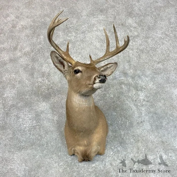 Coues Deer Taxidermy Shoulder Mount For Sale