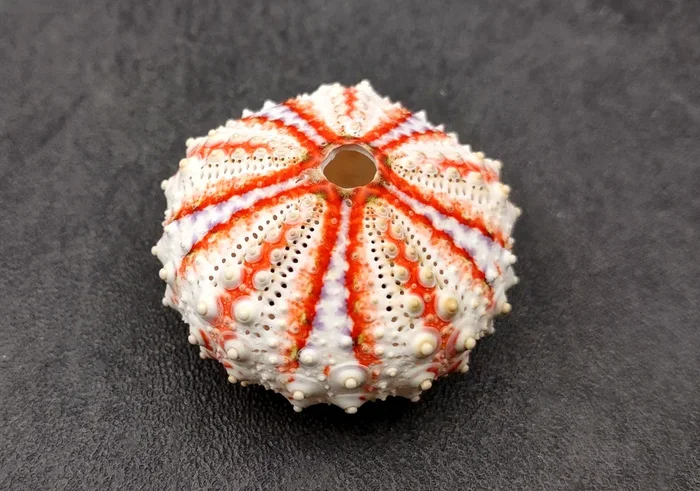 Deep Water Philippine Sea Urchin Coelopleurus Mailardii (1 urchin approx. 0.75+ inch) Natural Urchin Shell for display & collecting!