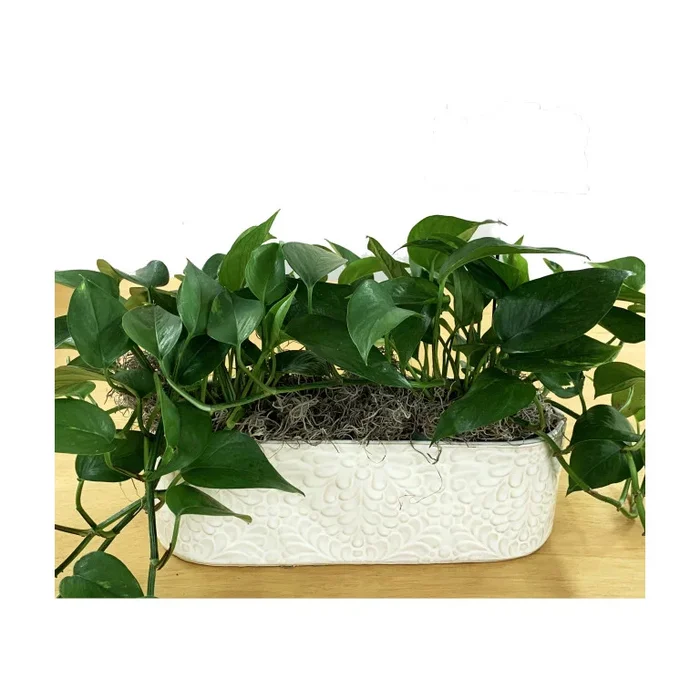 Double Pothos in Cream Pot