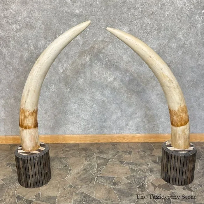 Elephant Tusk Replica Taxidermy Mount For Sale