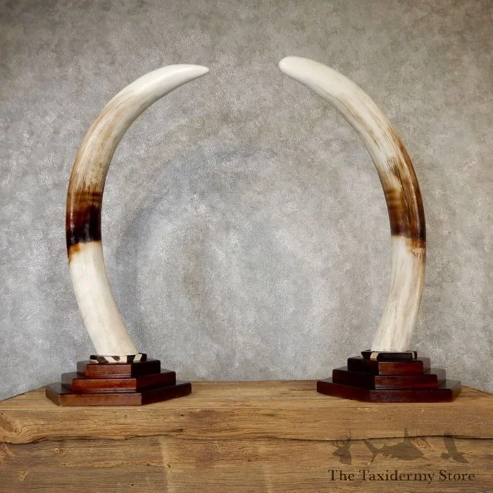 Elephant Tusk Replica Taxidermy Mount For Sale