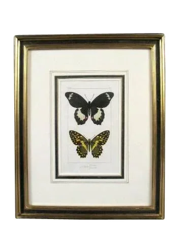 Engraving of Butterfly