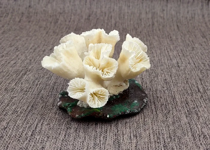 Farmed White Lettuce Coral Agaricia Agaricites (1 coral approx. 3W x 1.5H+ inches) Aquaculture Lettuce Coral sustainably grown & sourced!