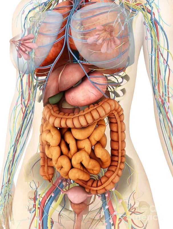 Female Body Showing Digestive