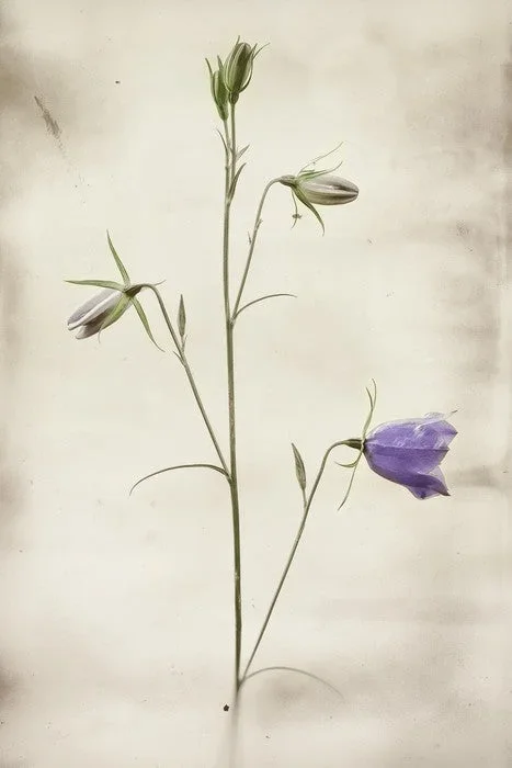 First to bloom