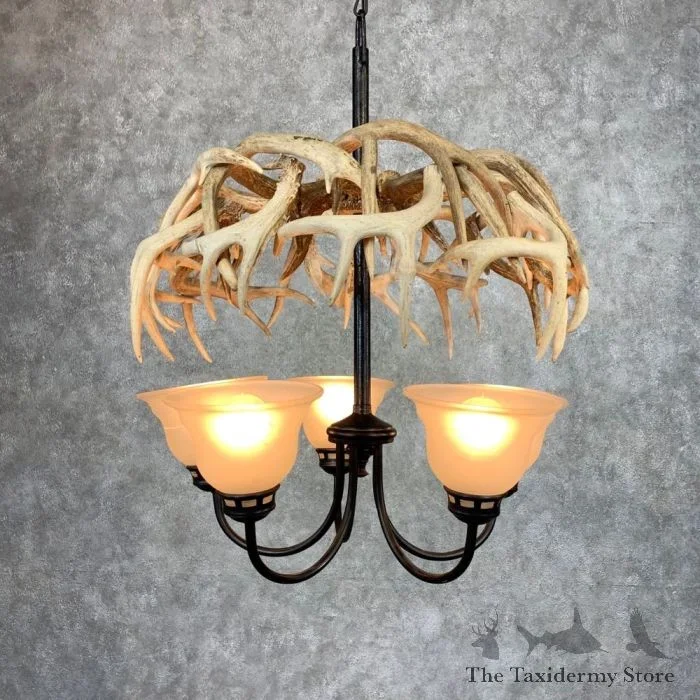 Five Light Whitetail Deer Antler Chandelier For Sale