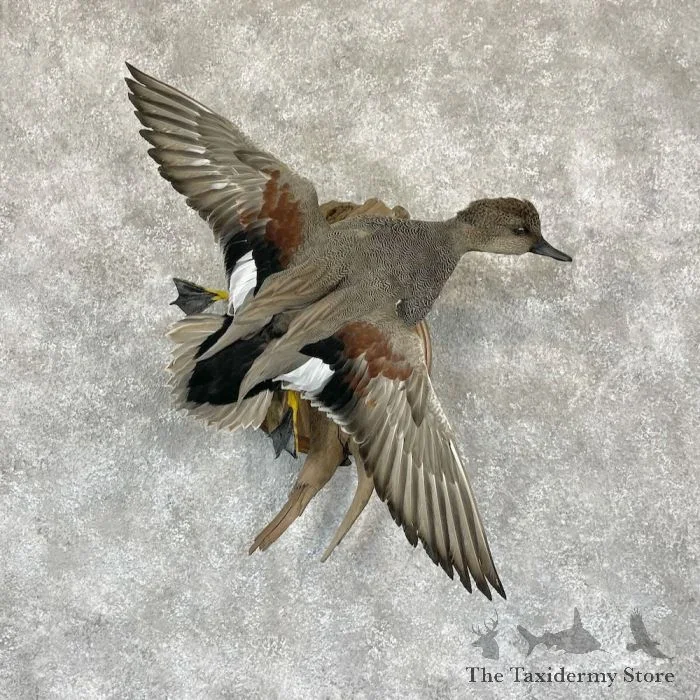 Gadwall Duck Drake Taxidermy Bird Mount For Sale