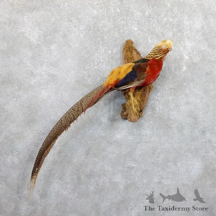 Golden Pheasant Taxidermy Bird Mount For Sale