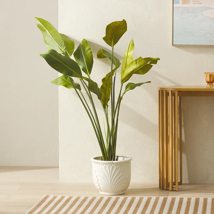Green Potted Banana Leaf