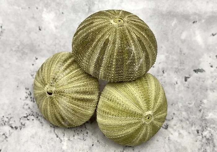 Green Sea Urchins Salmacis Sphaeroides (3 urchins approx. 2+ inches) Natural Urchin Shell for display & collecting!