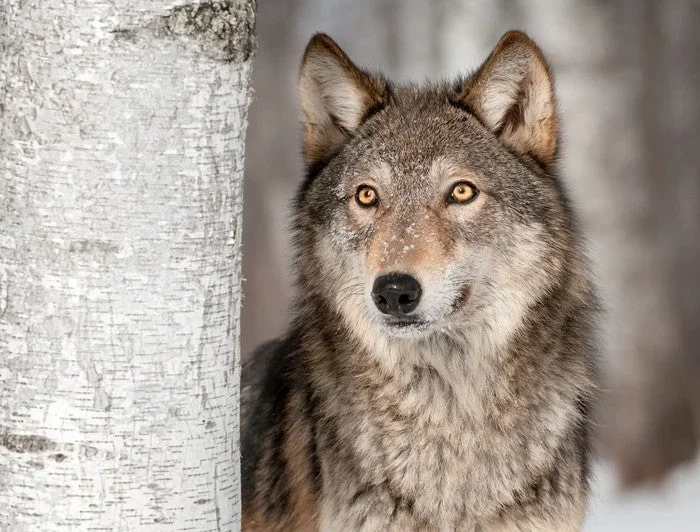 Grey wolf in the snow