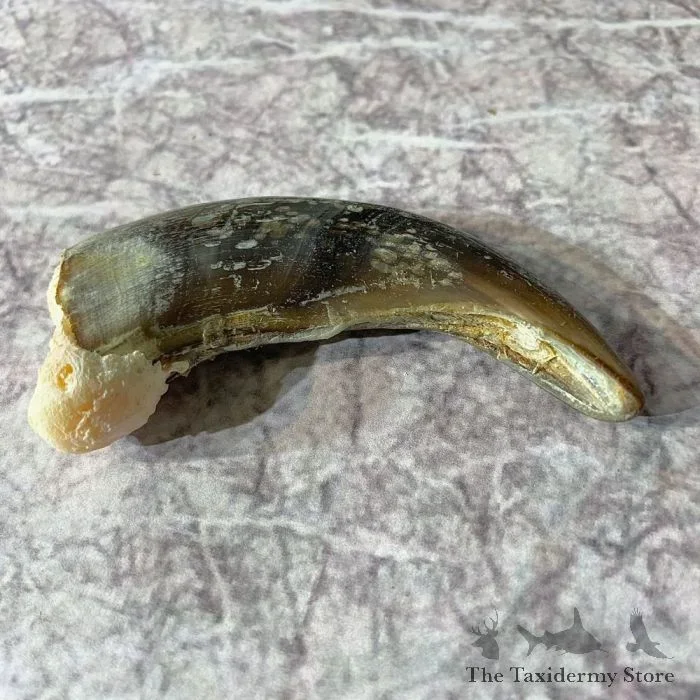 Grizzly Bear Claw Taxidermy For Sale