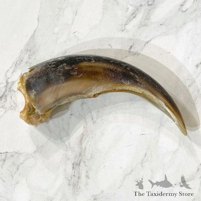 Grizzly Bear Claw Taxidermy For Sale