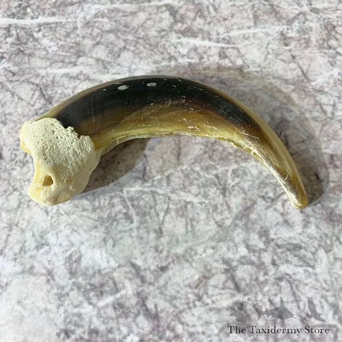 Grizzly Bear Claw Taxidermy For Sale