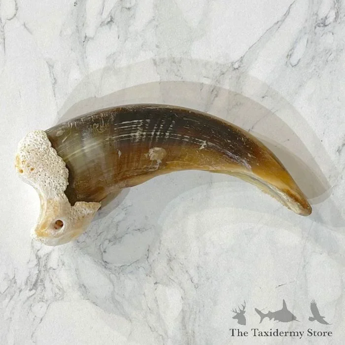 Grizzly Bear Claw Taxidermy For Sale