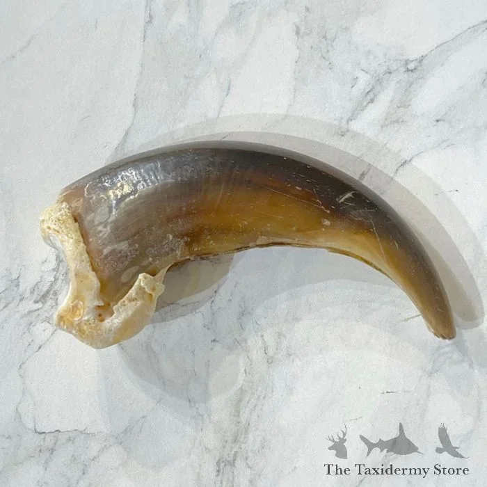 Grizzly Bear Claw Taxidermy For Sale
