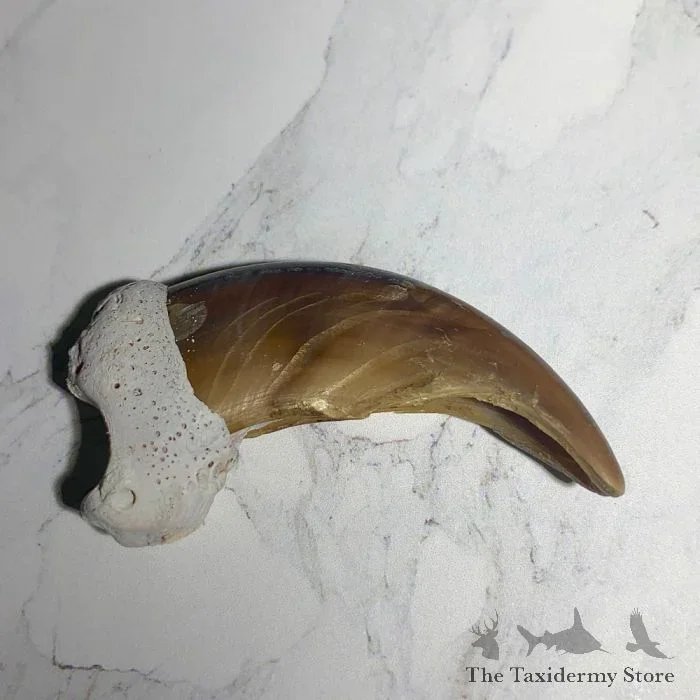 Grizzly Bear Claw Taxidermy For Sale