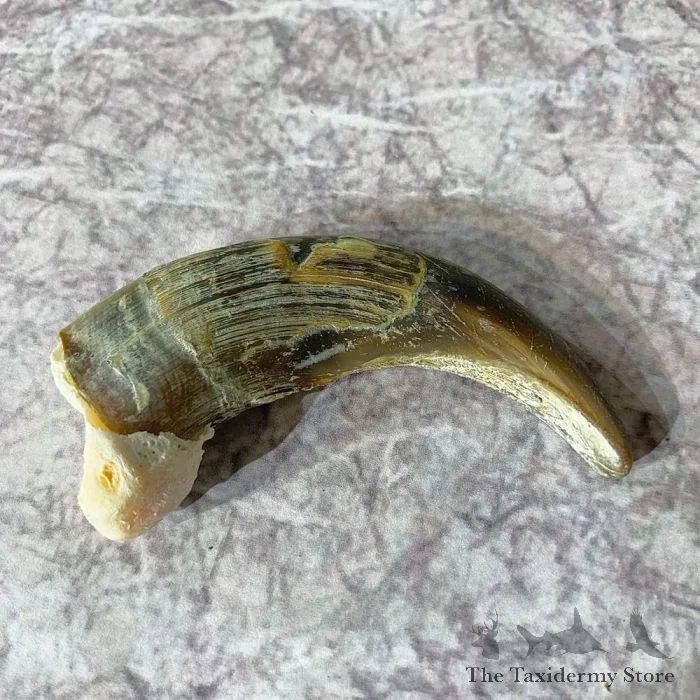 Grizzly Bear Claw Taxidermy For Sale
