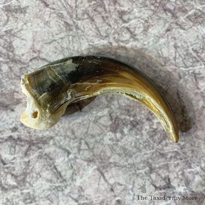 Grizzly Bear Claw Taxidermy For Sale