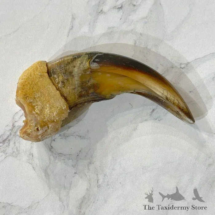 Grizzly Bear Claw Taxidermy For Sale